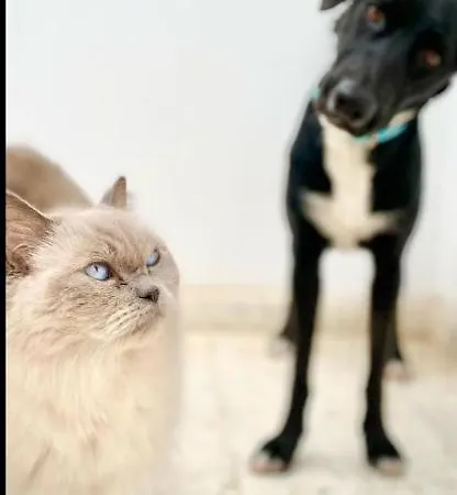 Casa Blanca Tenerife (adults Only) 2* גרנדילה דה אבונה