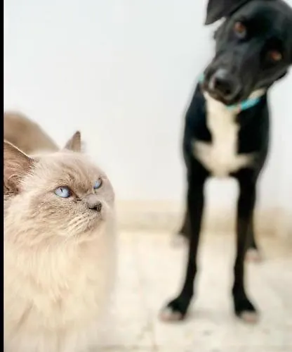 Casa Blanca Tenerife (adults Only) 2* Granadilla De Abona